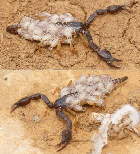 Euscorpius sp.